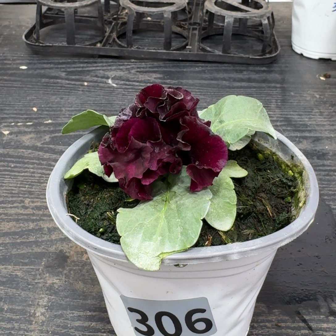 全部花朵306号晚礼服