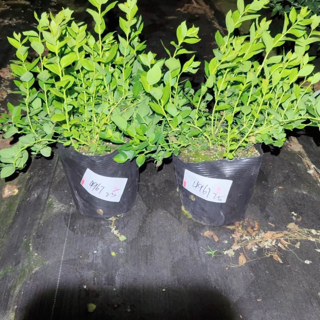 杨*扶超大钵25一物一拍两颗4967