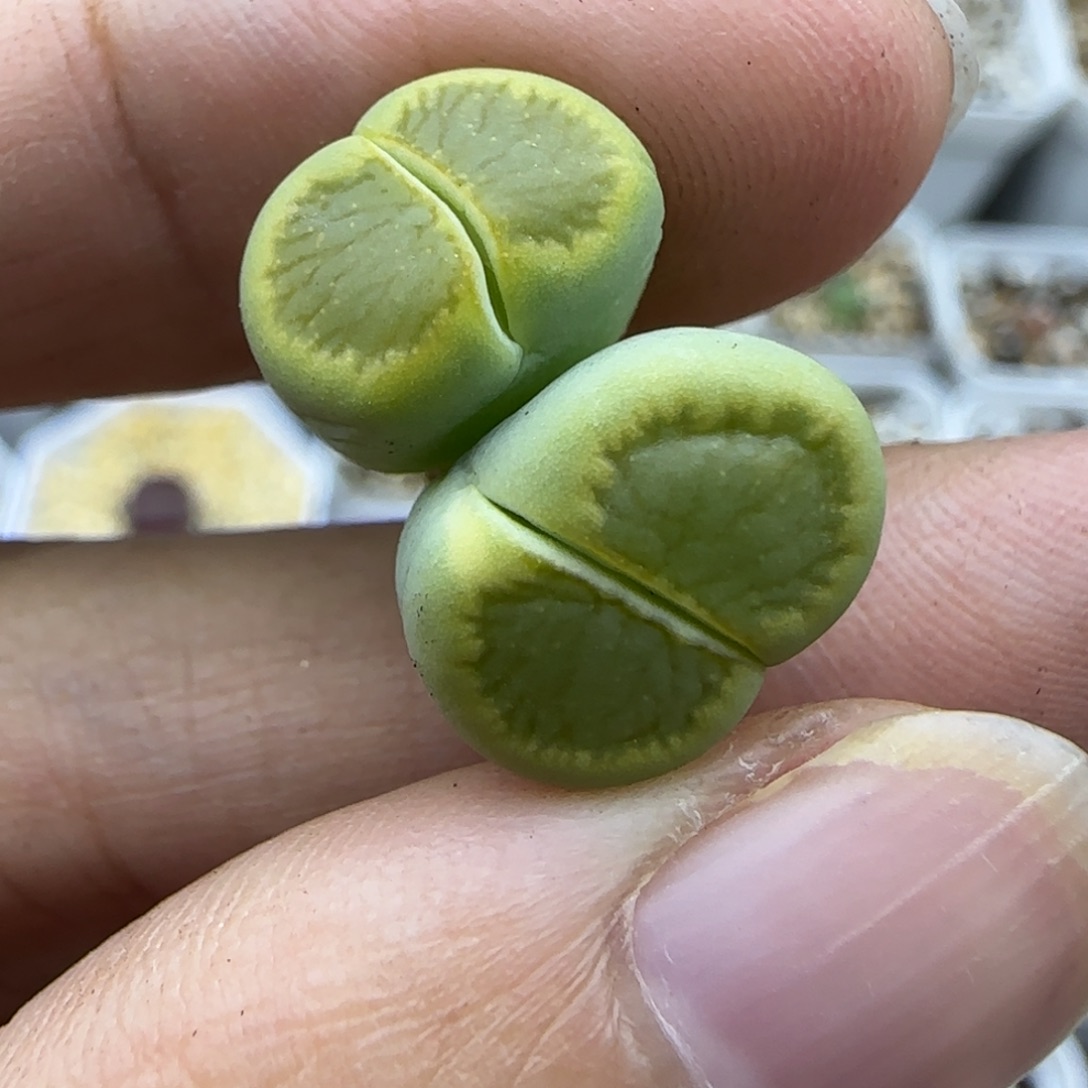 255双头绿菊清框福利30包邮