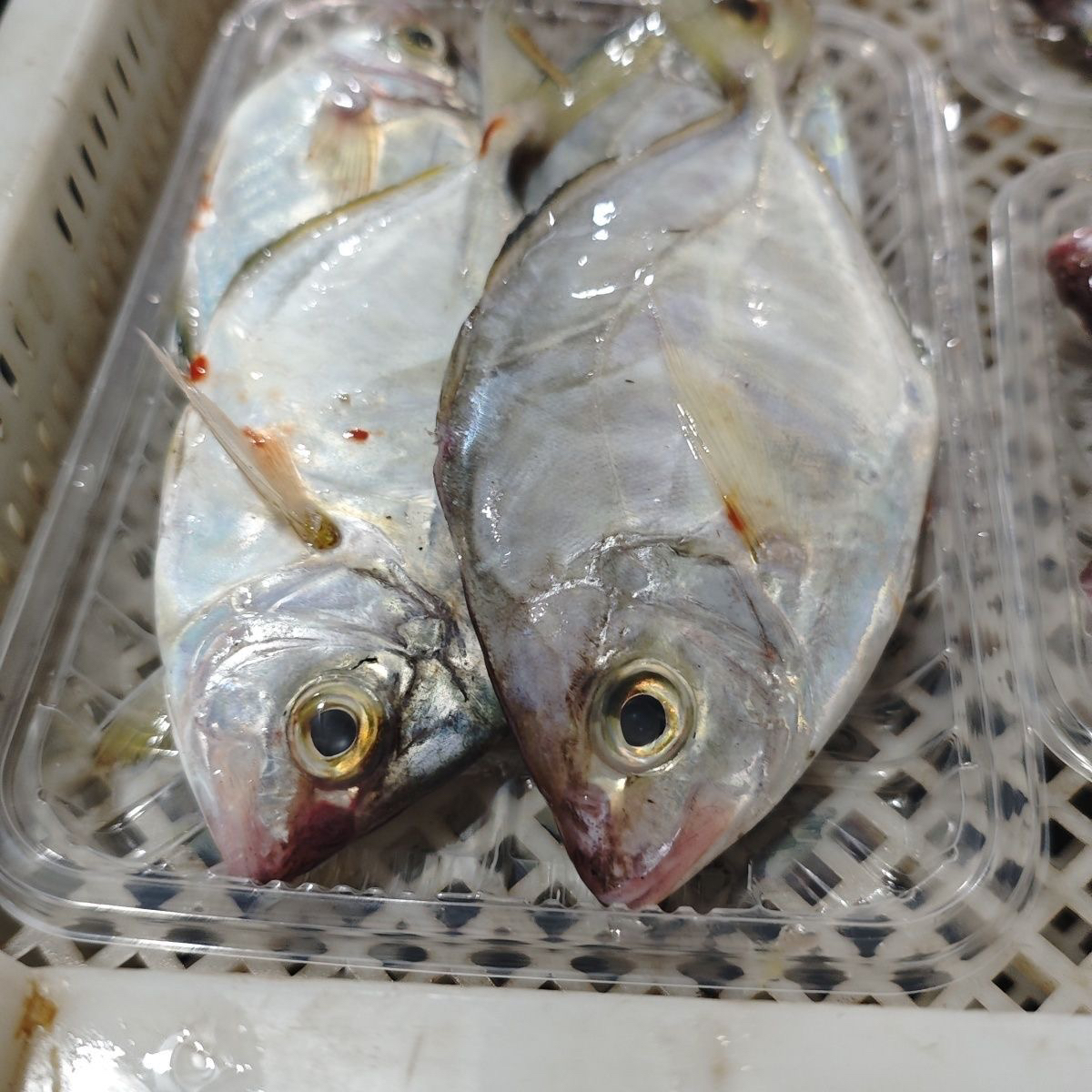 神泉本港油织鱼水晶鲳5斤广东包邮，帮杀400克发5包