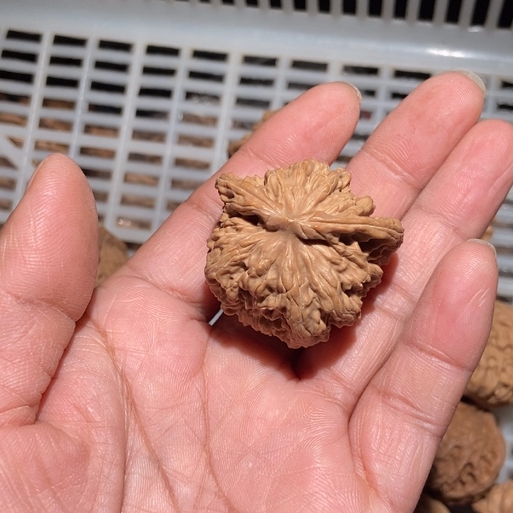 合***实核桃四座楼飞蛇尺寸38全品