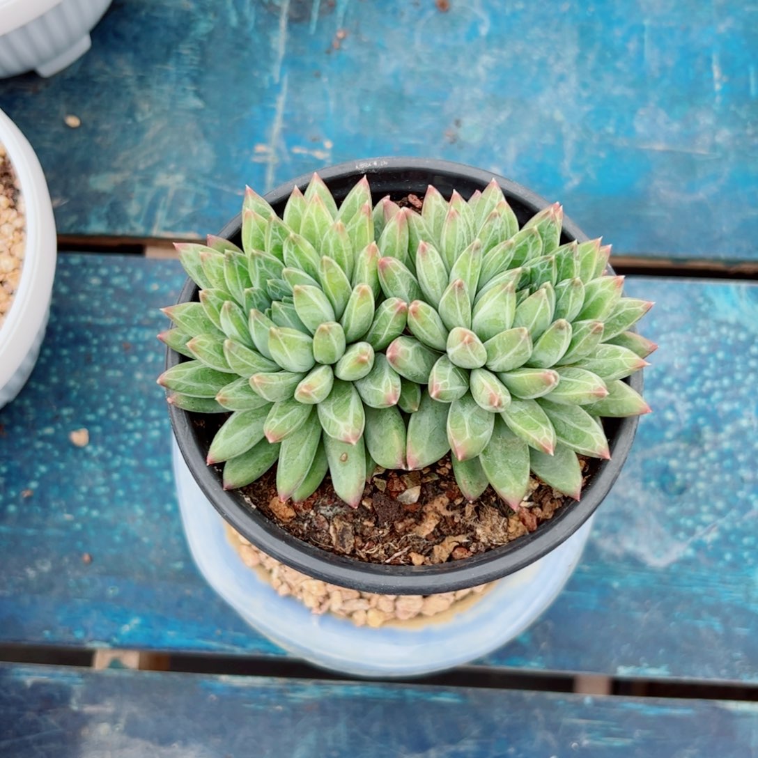 青花瓷的多肉植物