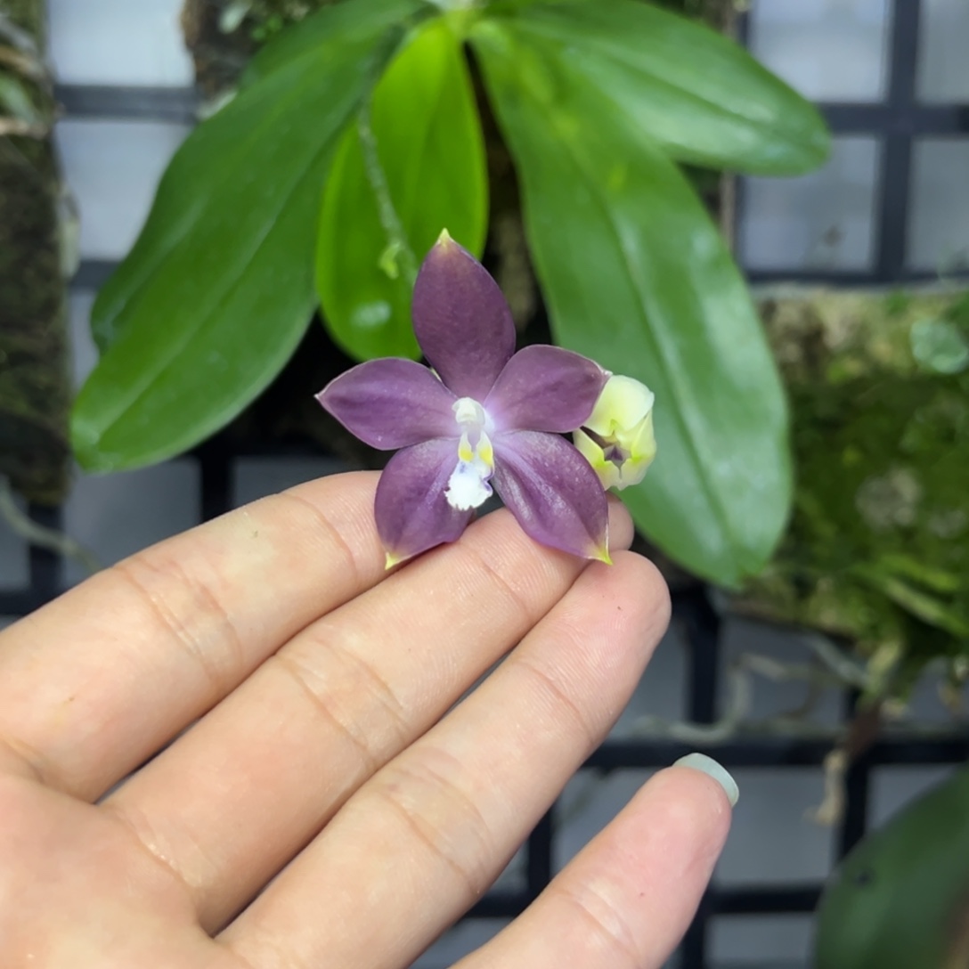 游***鱼完全开放l099钢铁动力