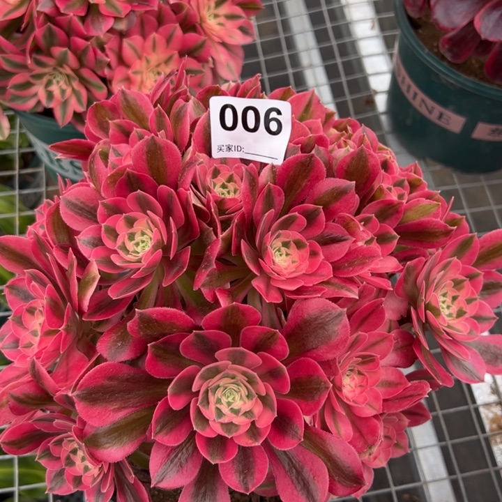 006女巫25厘米左右