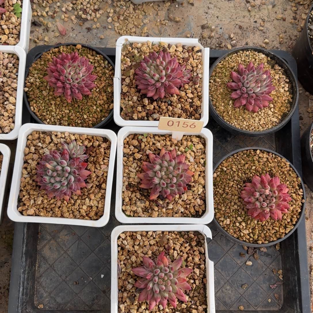 车厘子单头多肉    7颗   0156号   