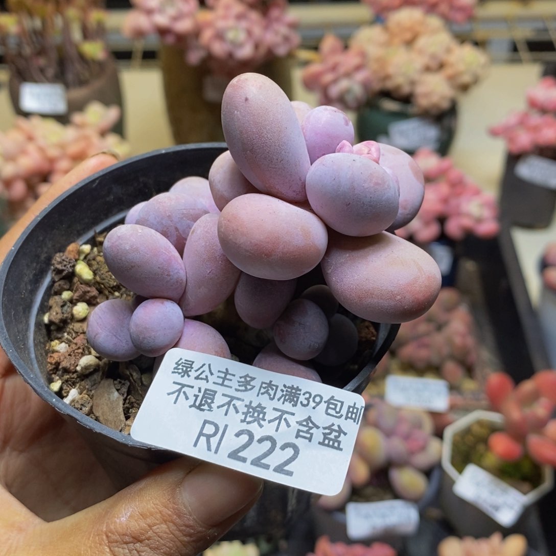 222芭比奶多肉6c m
