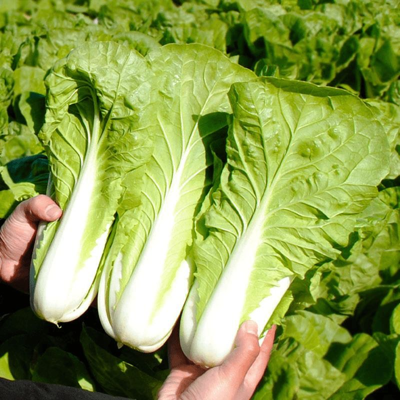 福袋商品秋播蔬菜种子合集