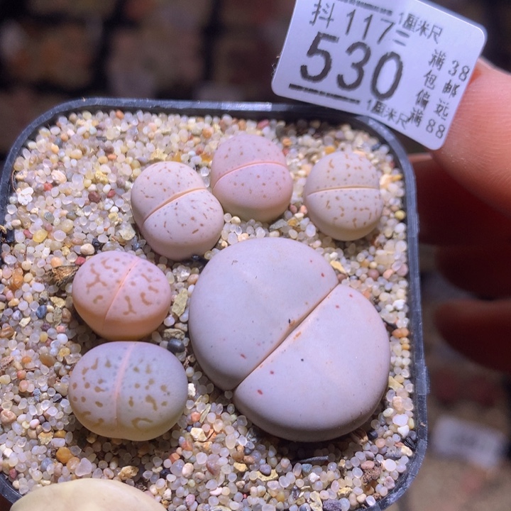 精品生石花117.530