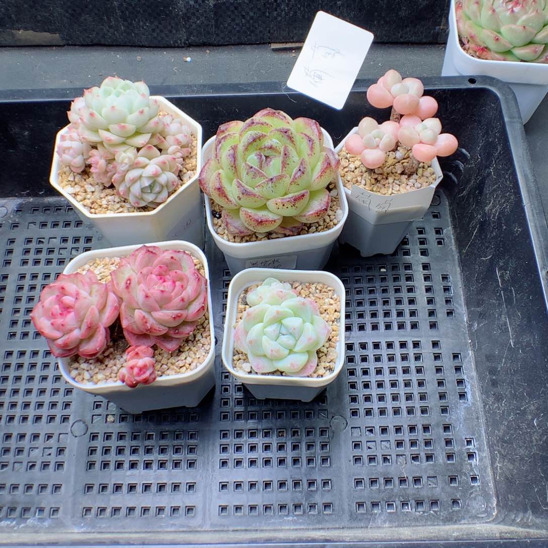 醋**萄多肉植物。 葡萄寄养