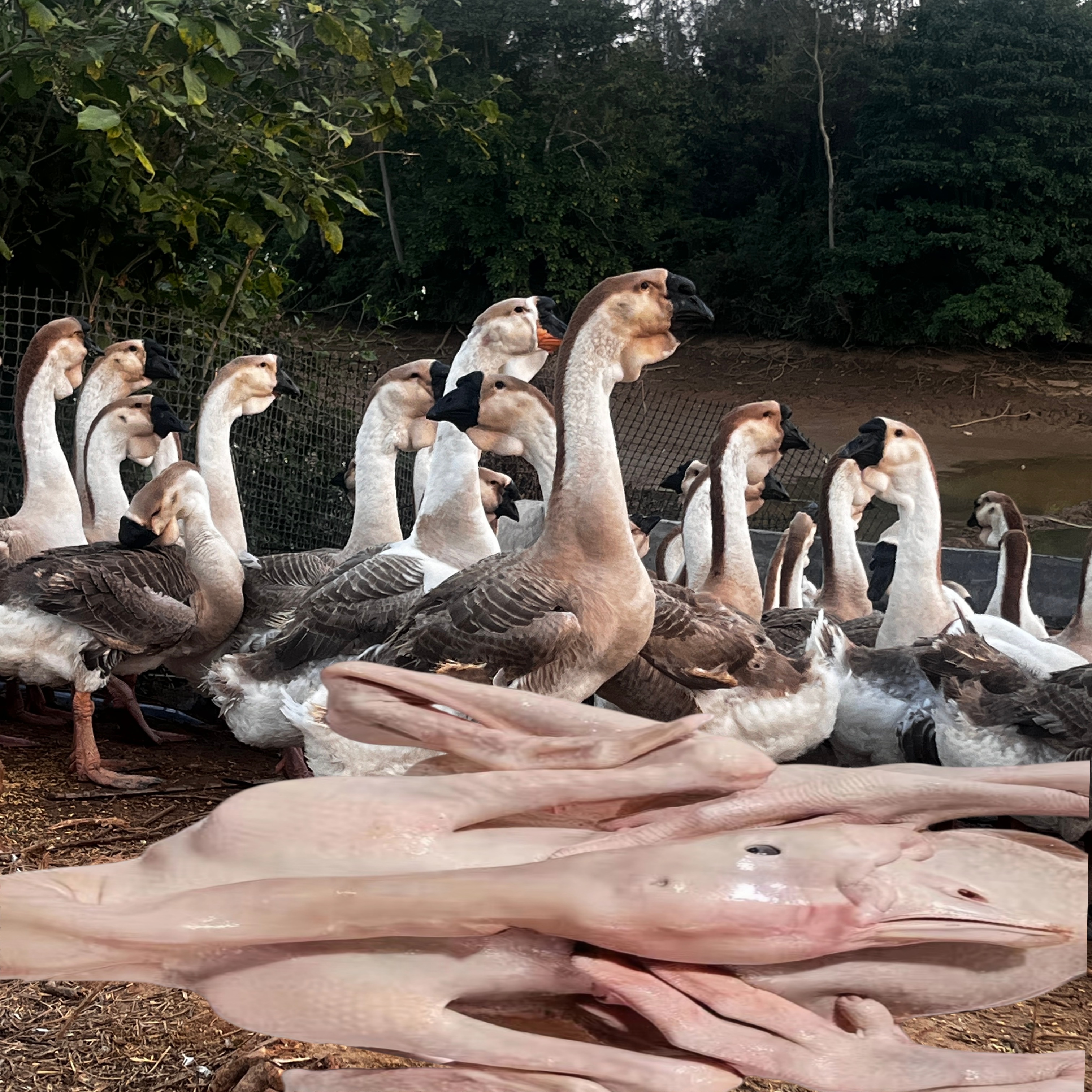 正宗广东狮头鹅肉肉质鲜美