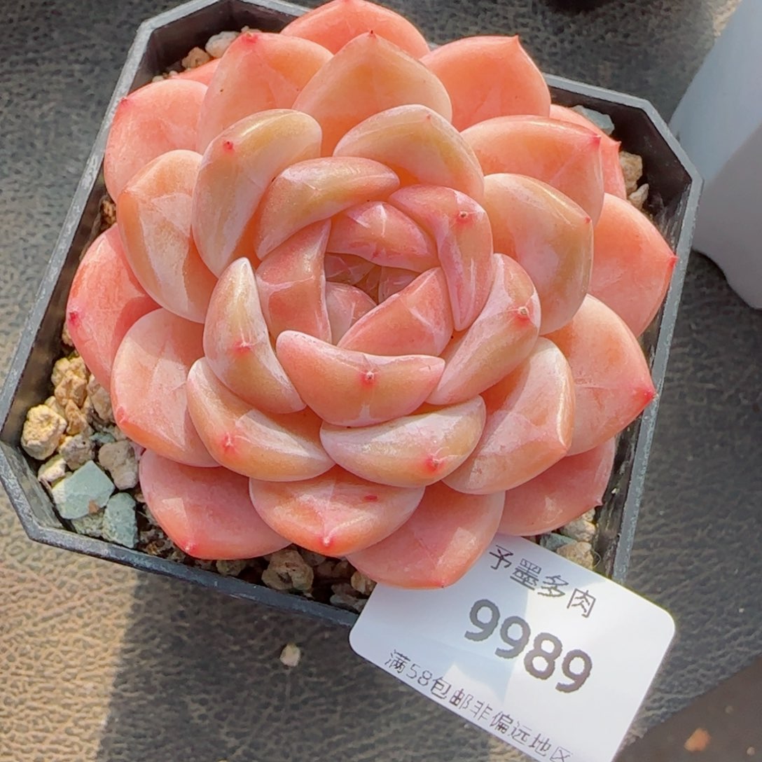 冰魄，9989多肉植物