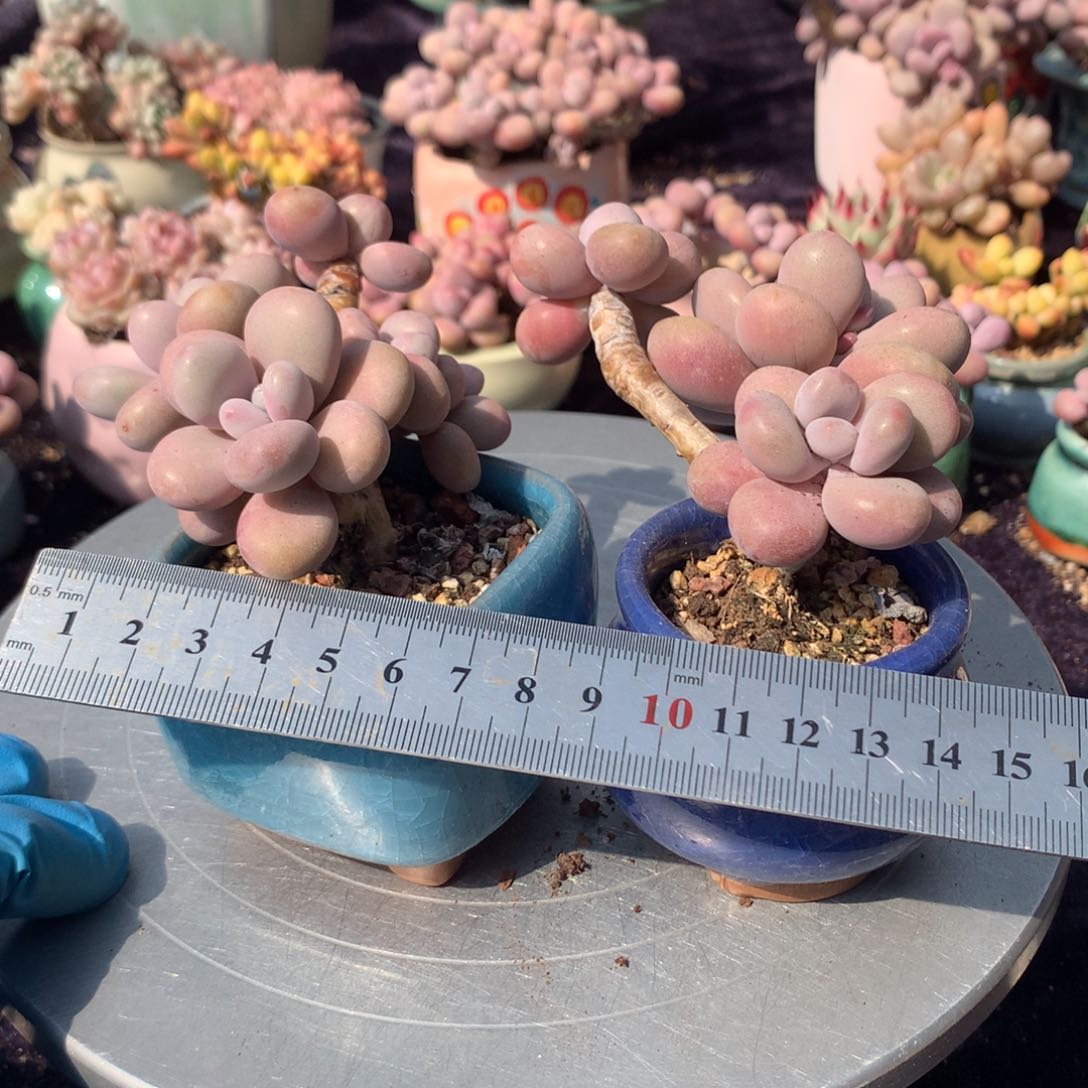 2颗带颇偏远的不包邮的