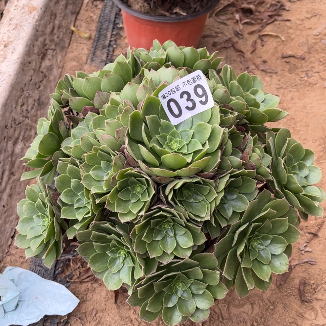 万圣夜039不包断枝