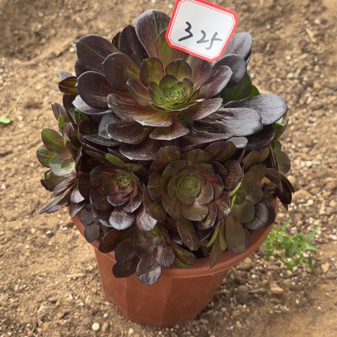 花好月又圆1234518325墨染