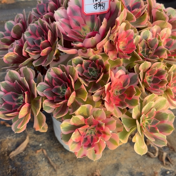 粉体女巫多肉法师不包损31