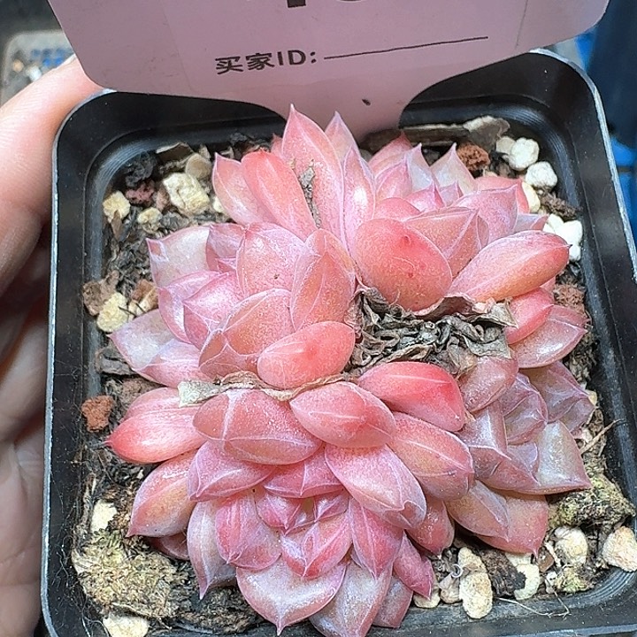 冰糖水晶多肉植物487