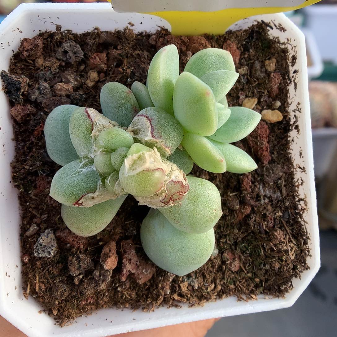 317翡翠冰玉石化多肉植物