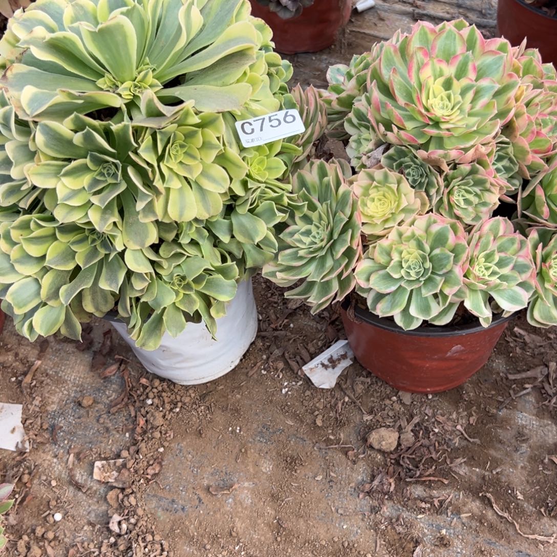 756两颗组合多肉植物