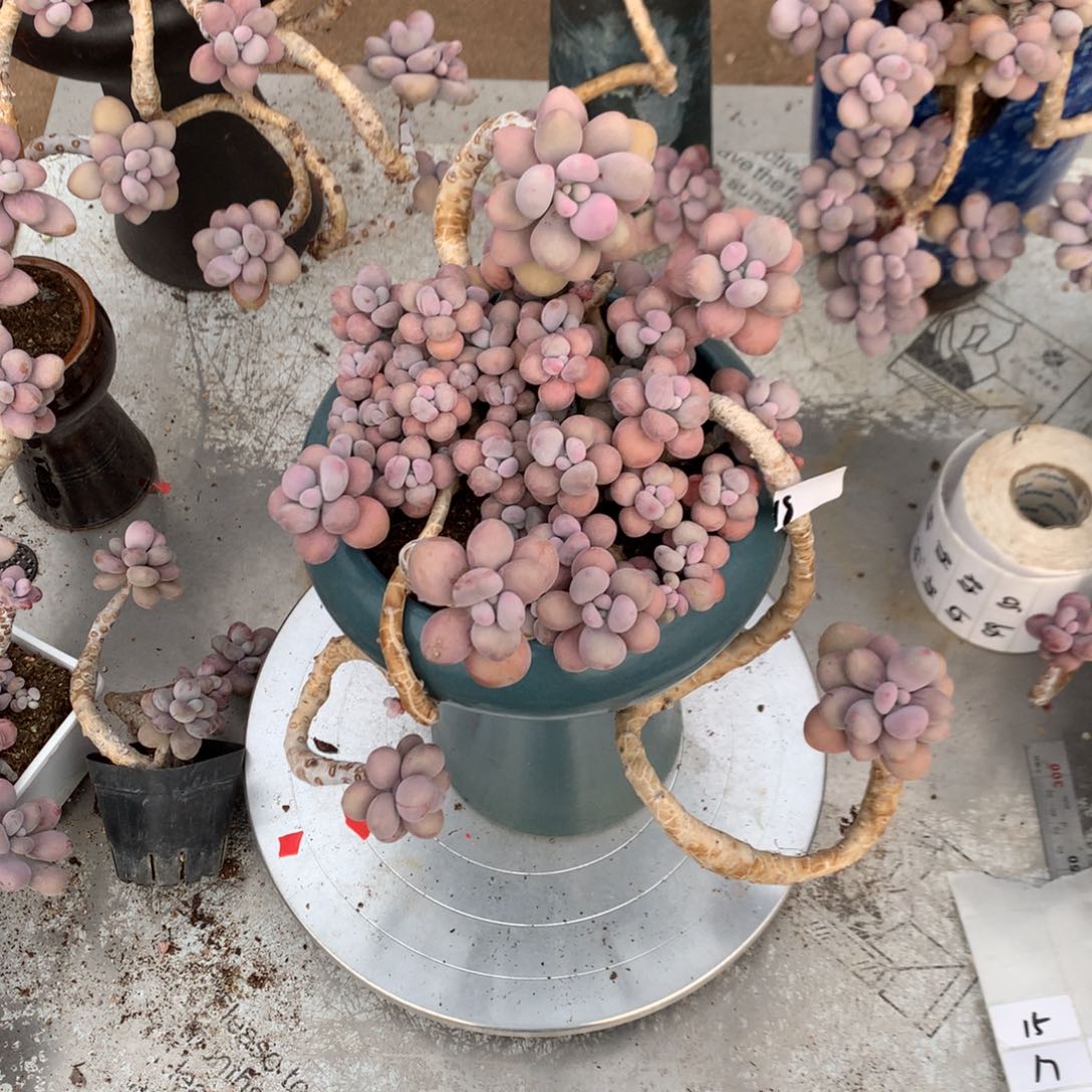 桃蛋老桩不带盆18号