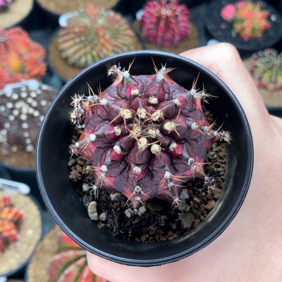 毒药红 黑海神 米哈仙人球