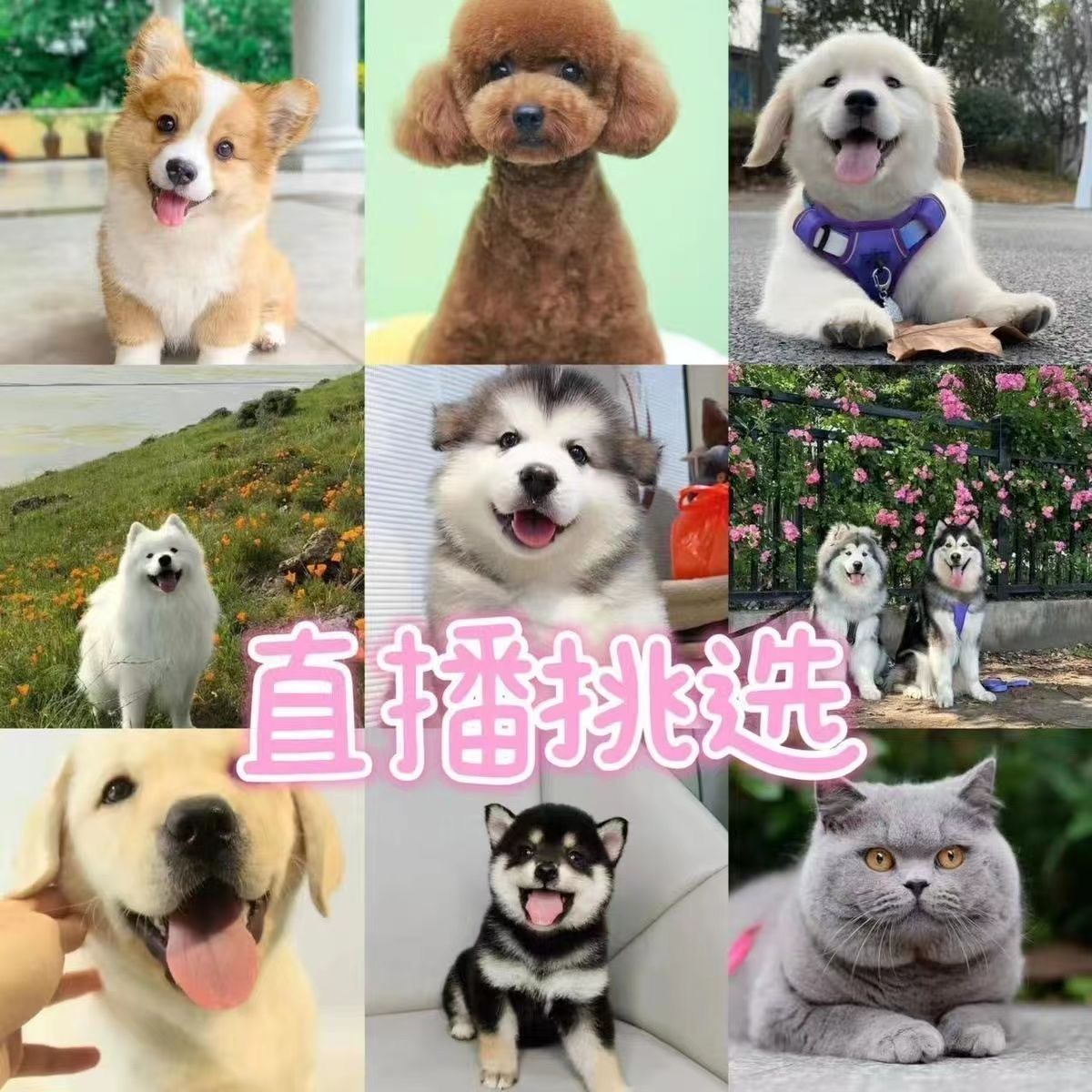 直播间挑选比熊马尔泰泰迪熊金毛拉布拉多等活体幼犬