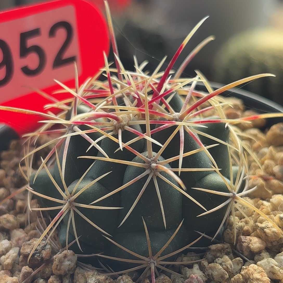 仙人球实生五彩大统领