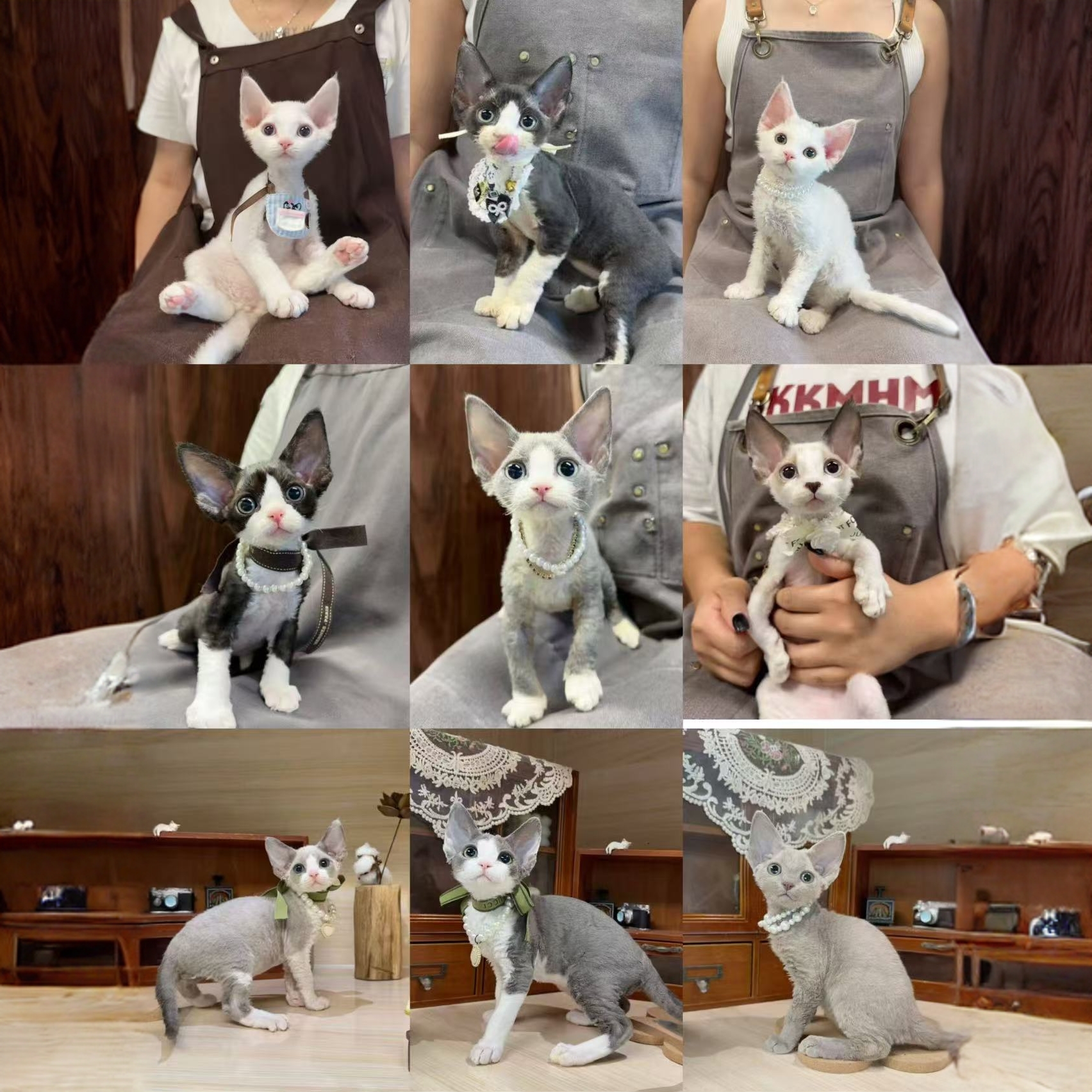 杨龙 72李恒德文猫活体特价专属链接