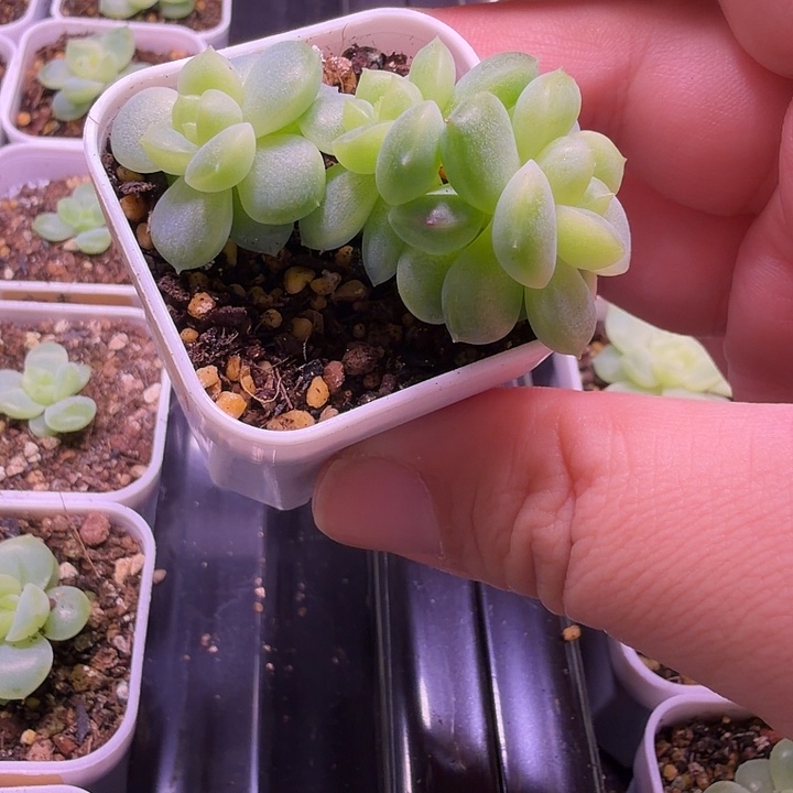 科***拉遥遥M361四方盆一物一拍