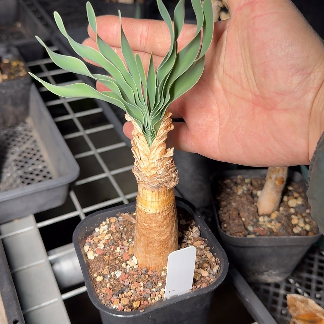 d***b波叶布冯一个带盆发