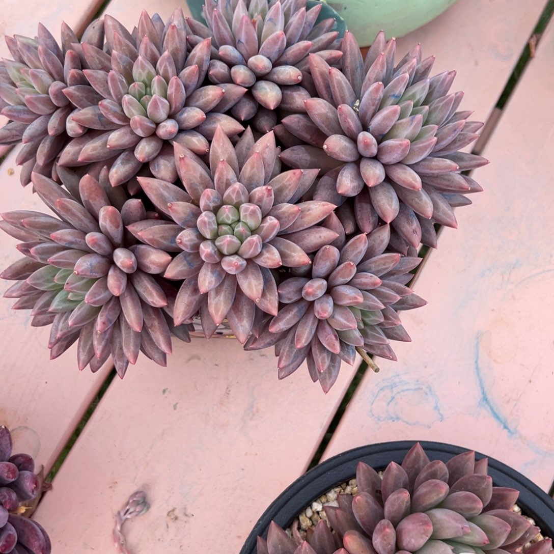 @***剑红蜻蜓多肉一物一拍