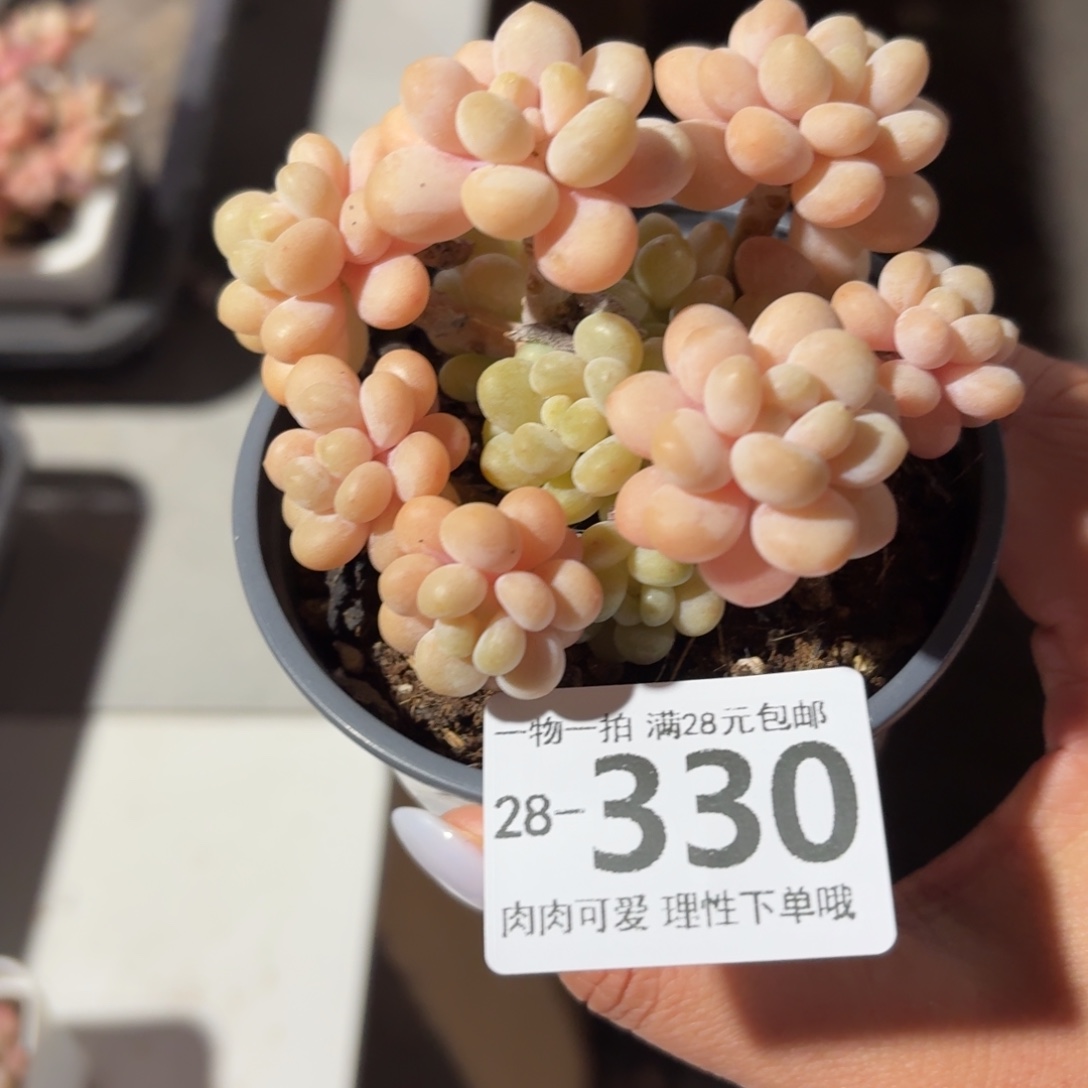 洛可可无盆土发货无盆