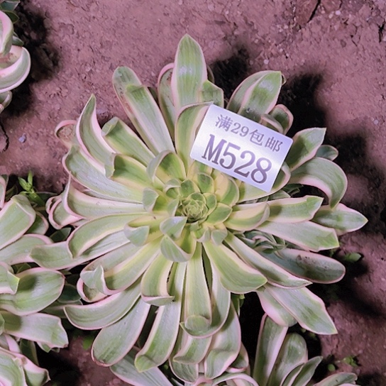 528青莲多肉植物