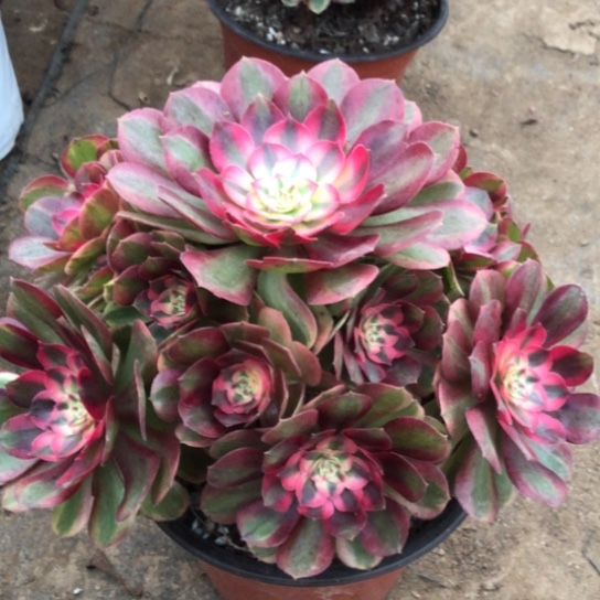 周***记无花朵粉体荔枝法师多肉植物582号