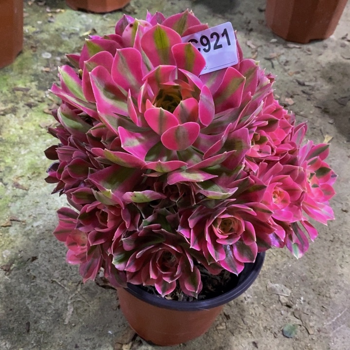 女巫多肉植物921