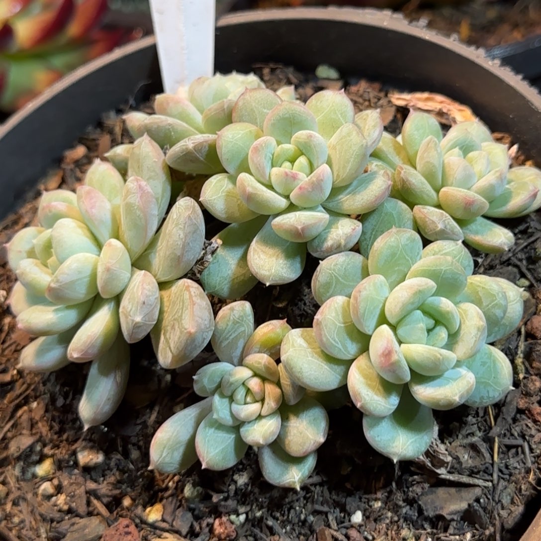 百搭翡翠424一物一拍包装收缩花旱