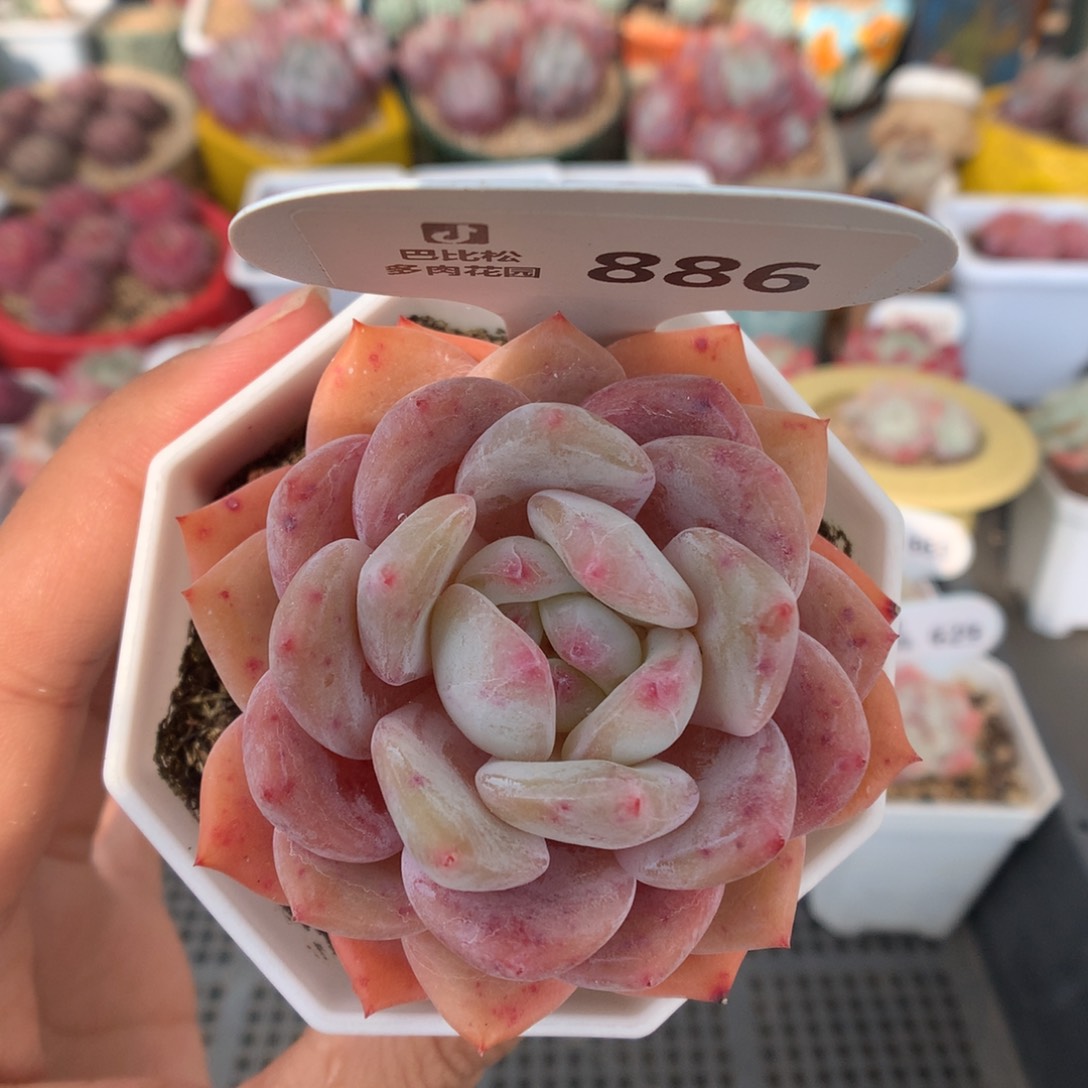 886小橙子多肉植物福利