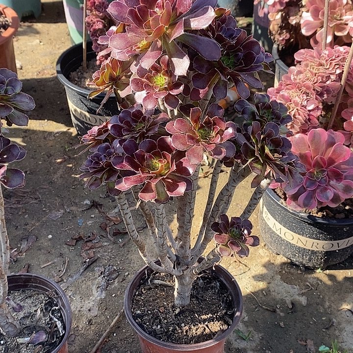 黑法64多肉植物法师法师法师