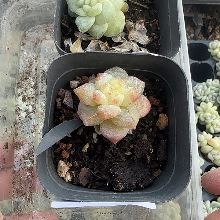 神奇咩咩2颗石化多肉