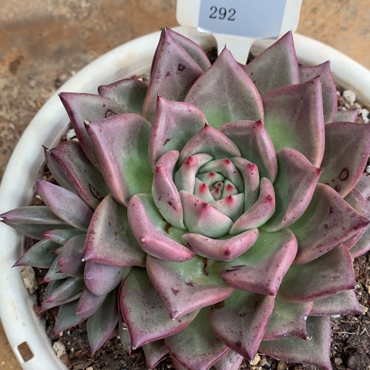 D292- 有伤福利 皮蛋