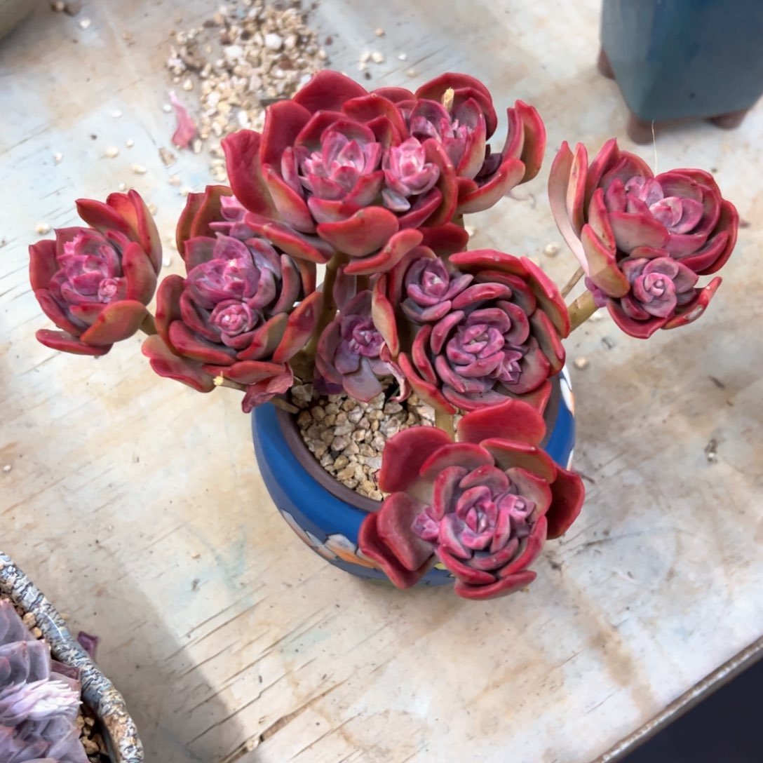 巧乐滋48零零多肉植物