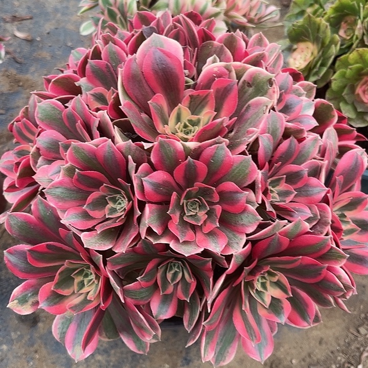 女妖多肉植物11号