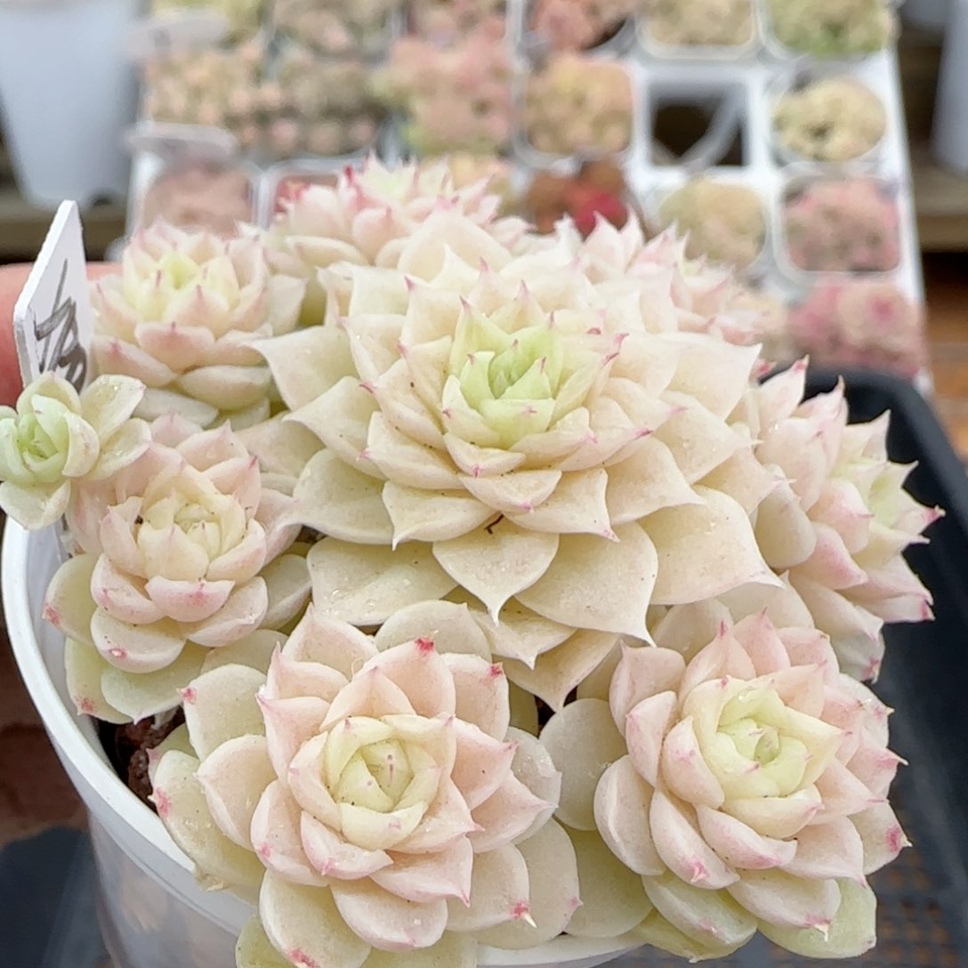 【闪购商品】0127-19（xpo-252）