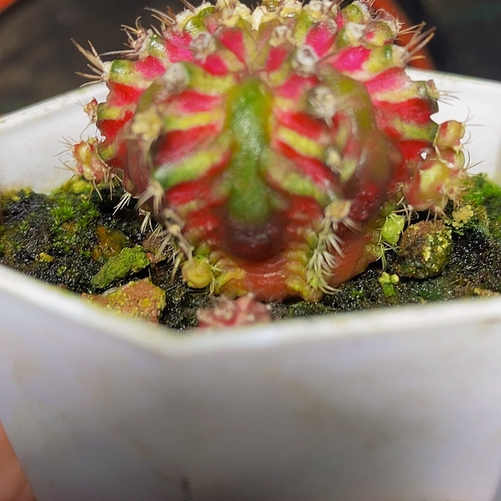 多肉植物保护研究所