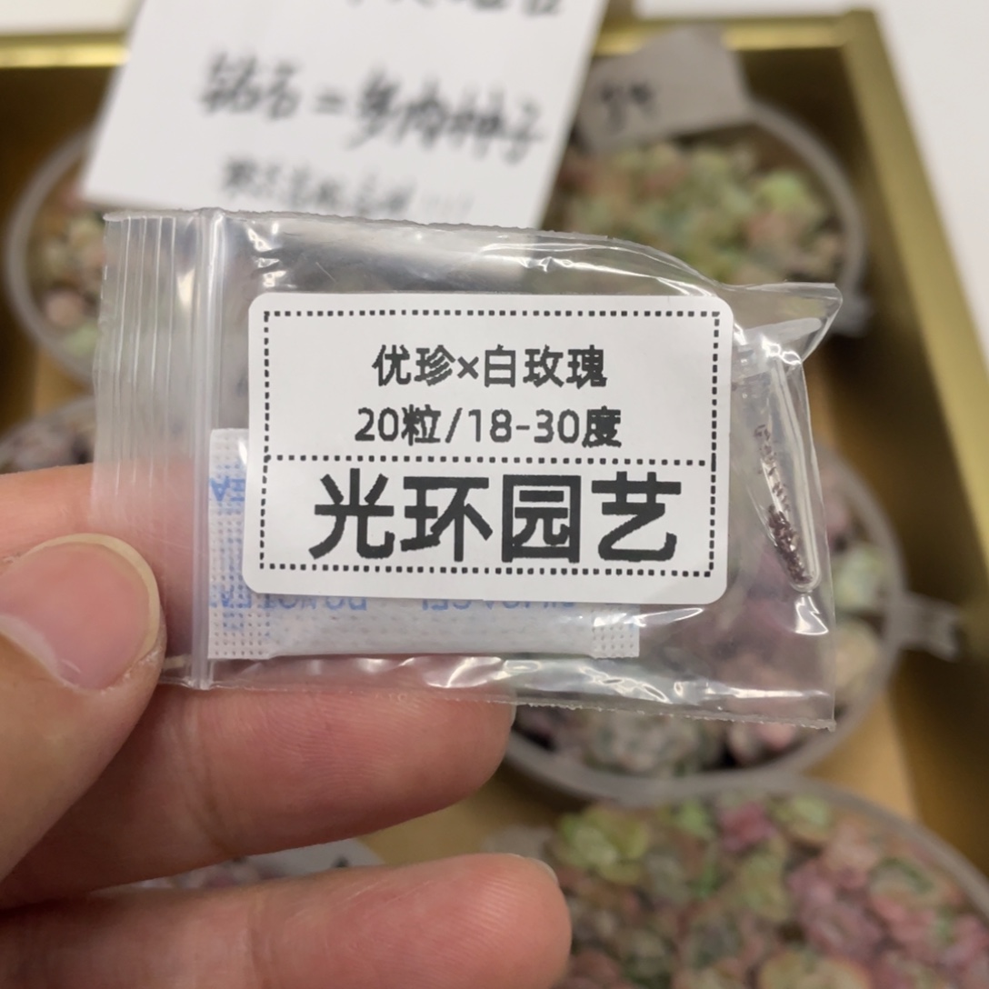 优珍✖️白玫瑰20粒，最后一份，超推荐！！！！