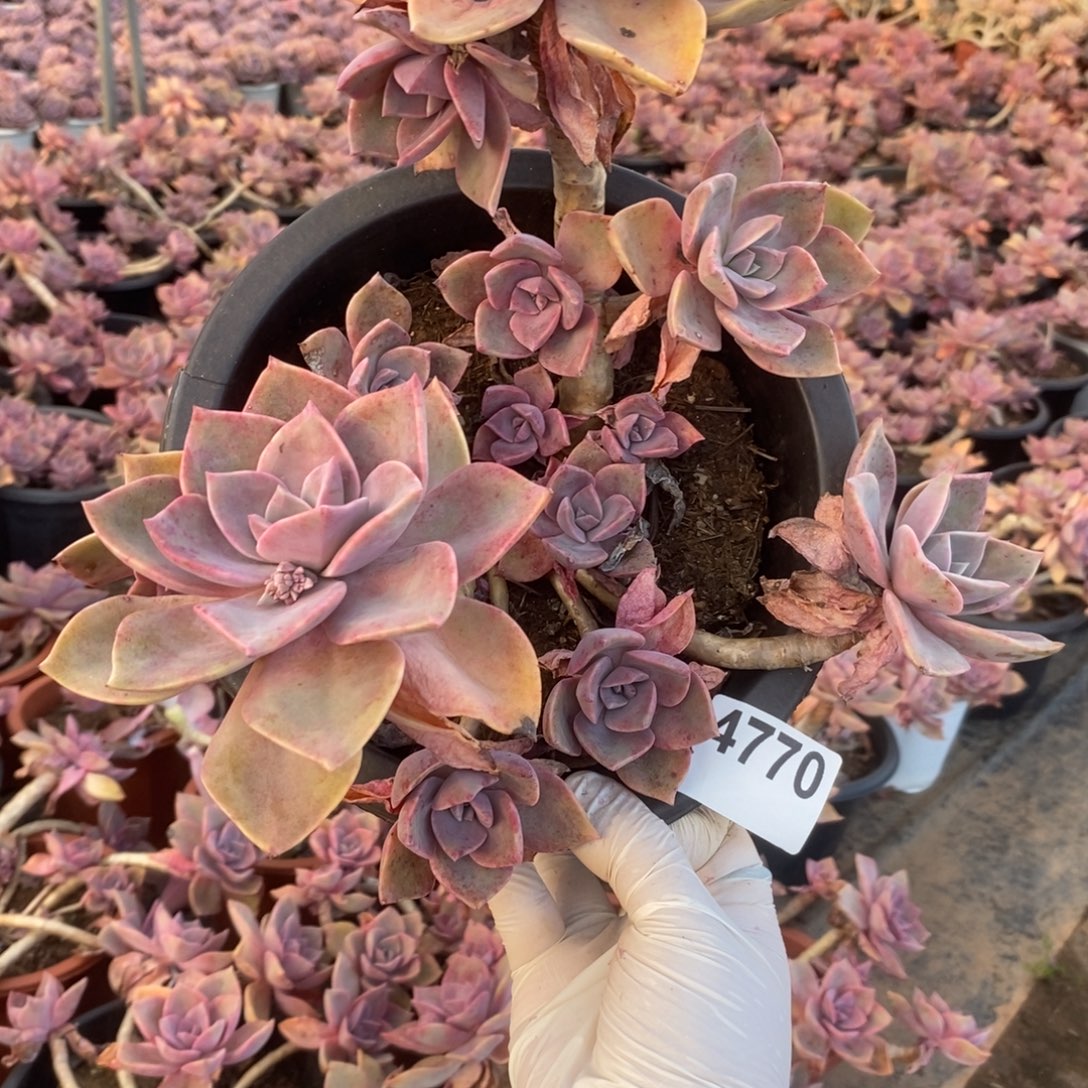 4770中国初恋一物一拍