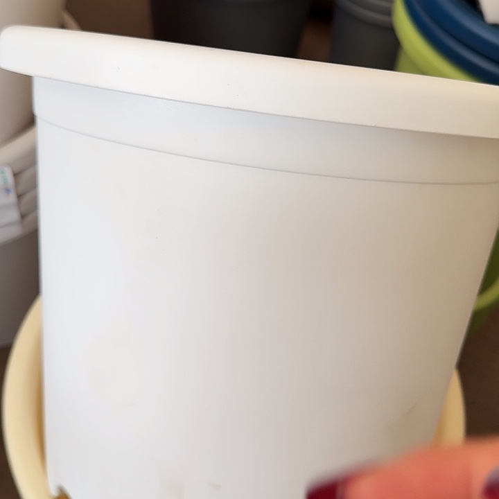 四季4号纯白无托8个特价微瑕