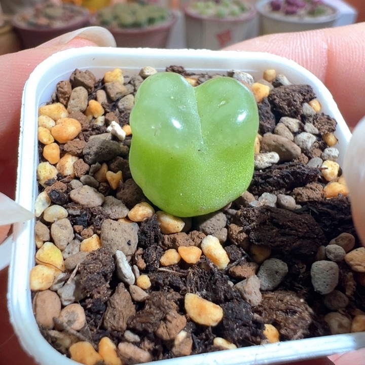 拉登。     362。