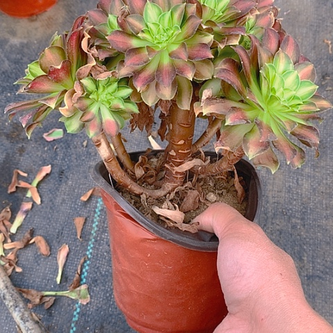 261韶华多肉植物