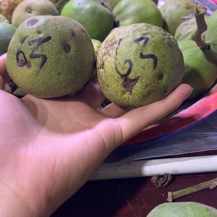 墨*南瓜墩不退不换