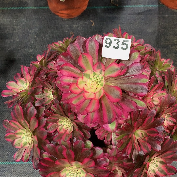 法师红铜白935000000